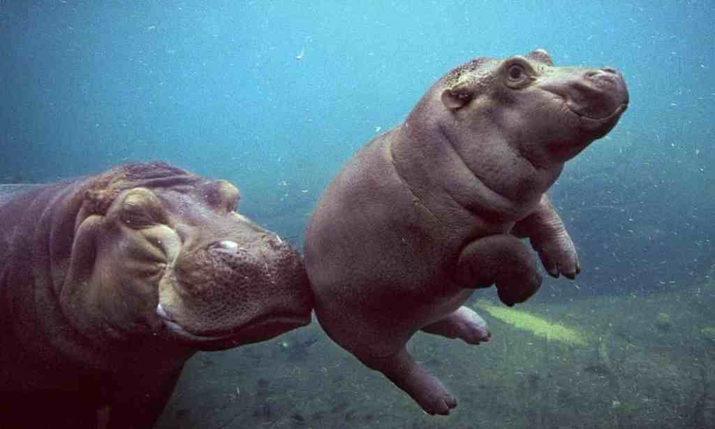 No alt text provided for this image